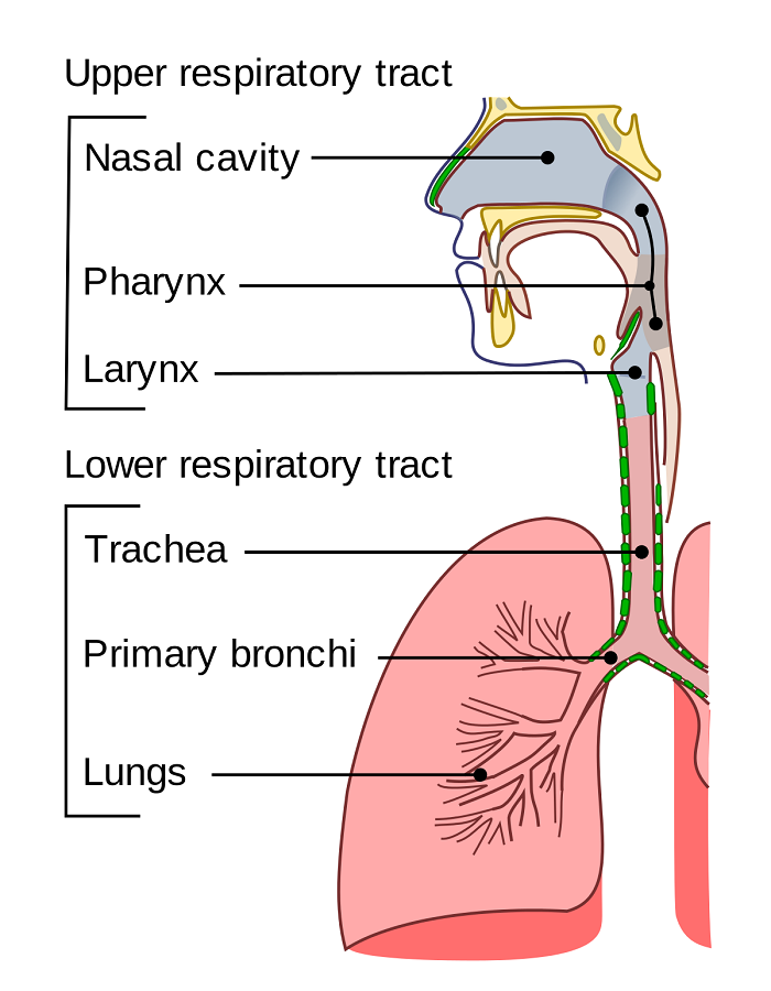 Xét nghiệm phát hiện các bệnh hô hấp tại MEDLATEC