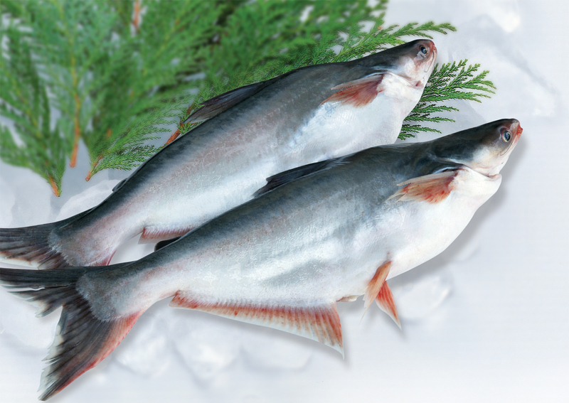 Cá tươi chứa nhiều Protein tốt cho sức khỏe