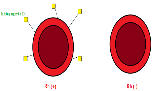 Nhóm Máu Rh D+: Tìm Hiểu Đặc Điểm, Ý Nghĩa và Ứng Dụng