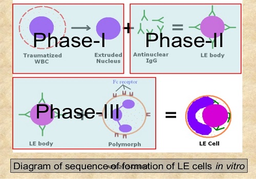 Sự tạo thành tế bào LE invitro
