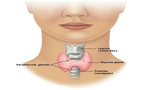 Suy tuyến giáp uống thuốc gì