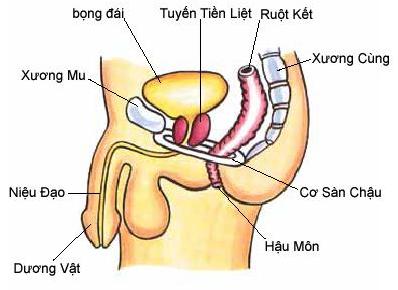 Hình ảnh tuyến tiền liệt (Prostate gland)