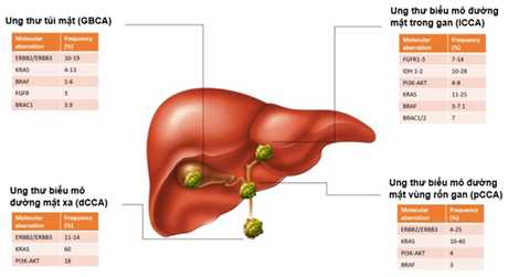 Các loại bất thường phân tử xuất hiện trong các kiểu phụ về giải phẫu của ung thư biểu mô đường mật [10]. Molecular abrretion: những bất thường phân tử; frequency: tần suất.