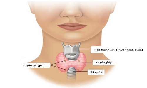 Người cao tuổi cần thường xuyên kiểm tra tuyến giáp nhằm phòng tránh ung thư tuyến giáp