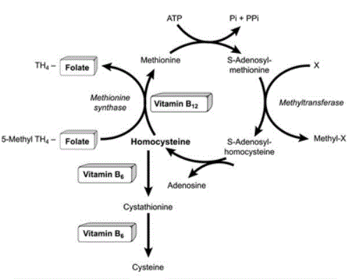 Vitamin B12 quan trọng trong sự đánh giá thiếu máu và chậm phát triển ở trẻ nhỏ