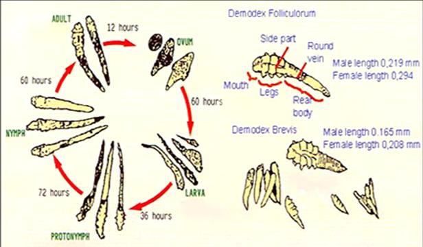 Vòng đời Demodex