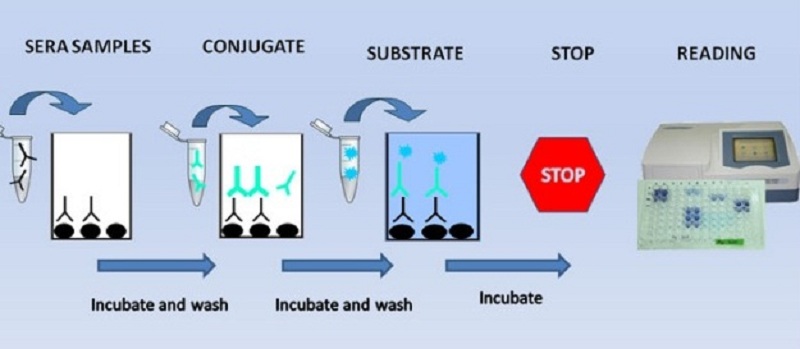 Quy trình thực hiện Elisa gián tiếp