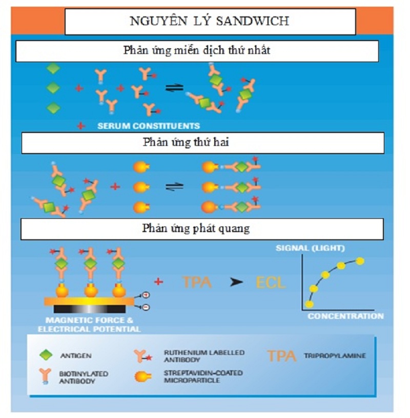 Xét nghiệm Sandwich