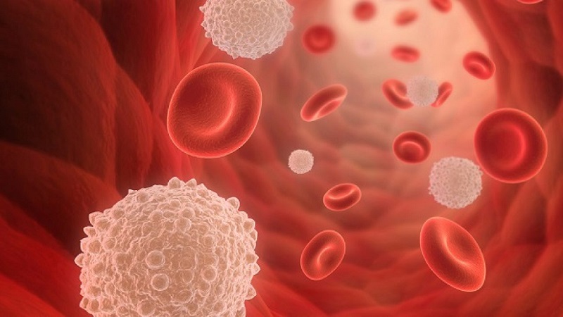 Xét nghiệm WBC giúp khảo sát dòng tế bào bạch cầu trong máu