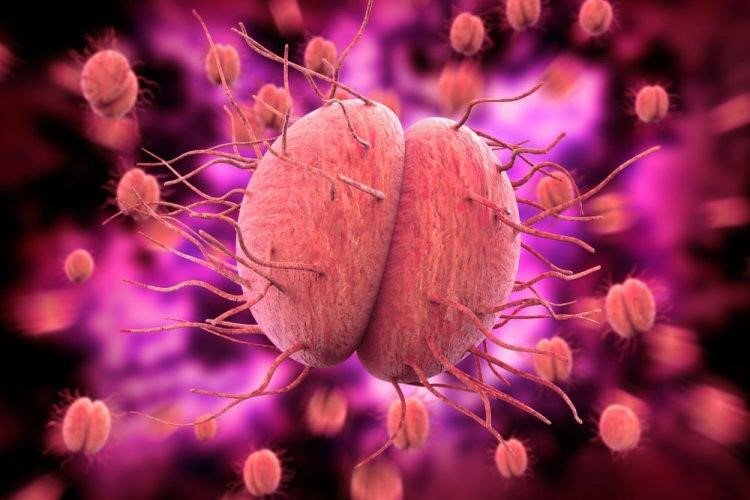 Neisseria gonorrhoeae (lậu cầu) gây viêm niệu đạo