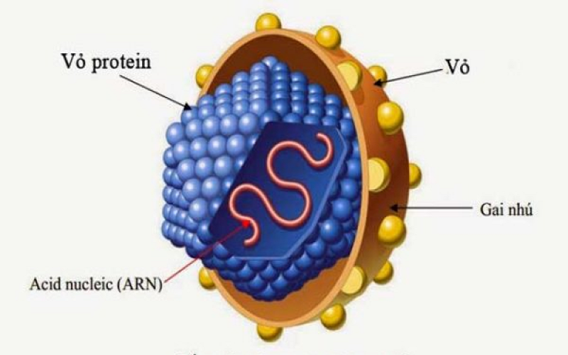 Xét nghiệm HCVAb trong chẩn đoán bệnh viêm gan C