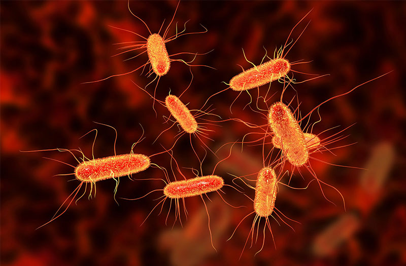Nhiễm vi khuẩn e coli từ những nguồn nào và cách điều trị ra sao? | Medlatec