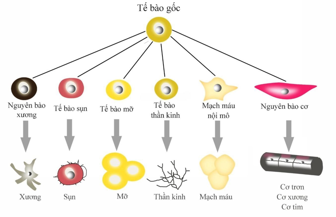 Tìm hiểu về tế bào gốc và vai trò của nó đối với y học | Medlatec