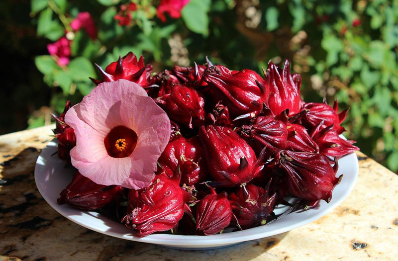 Hoa Atiso đỏ: Thông tin về tác dụng và lưu ý khi sử dụng