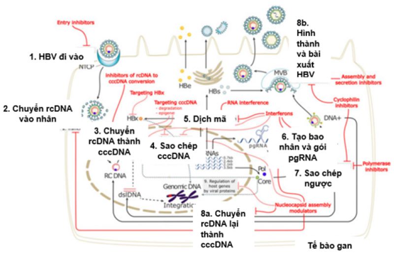 HBV cccDNA: sự dai dẳng của nó trong nhân tế bào gan bị nhiễm là một thách thức đối với sự điều trị khỏi chức năng nhiễm HBV mạn