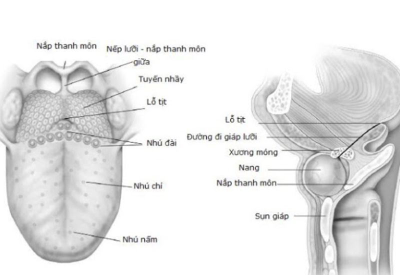 Bệnh u nang giáp móng: Triệu chứng và phương pháp điều trị
